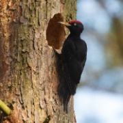 Black Woodpecker - Poland